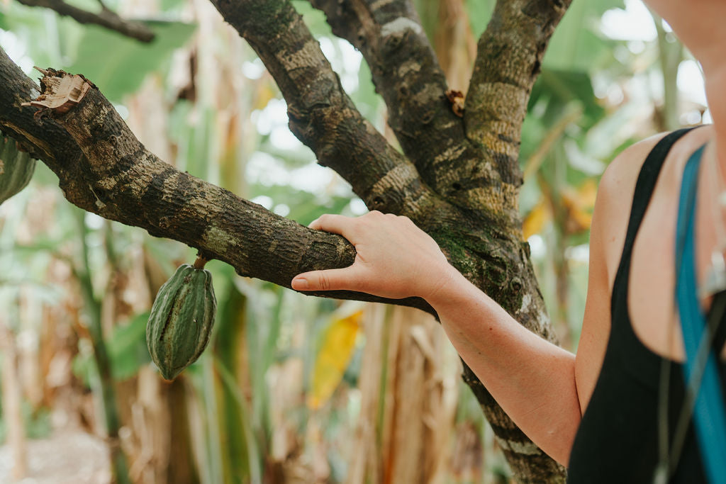 Mamamuti Cacao