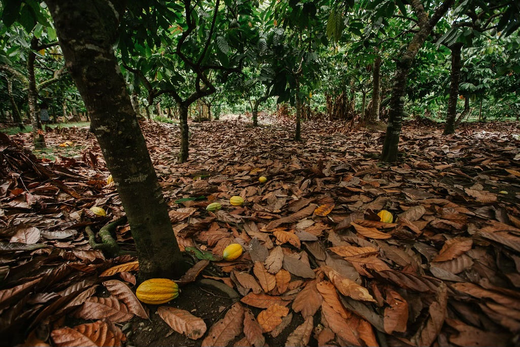 Mamamuti Cacao Solomon Islands