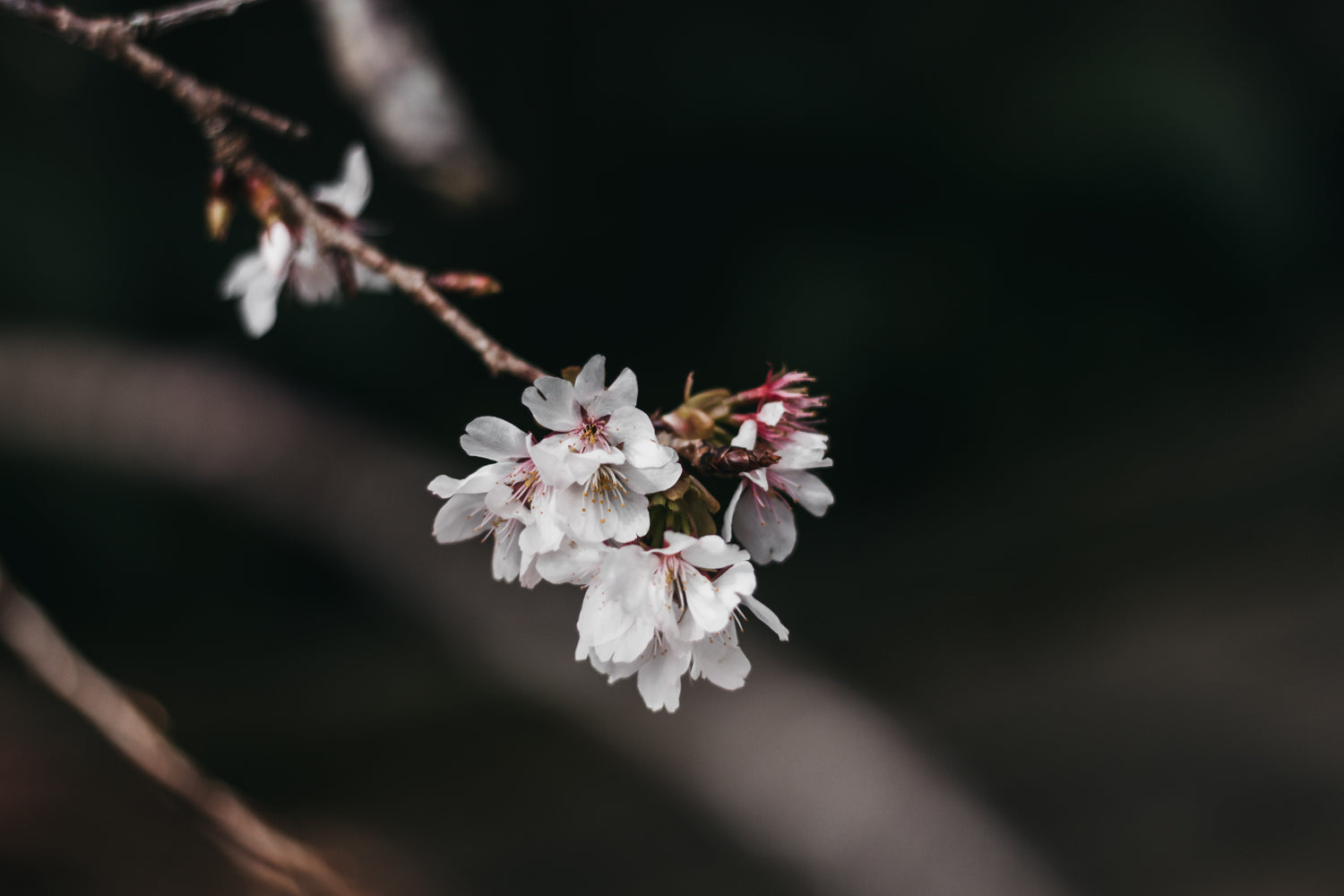 The Cacao Myth Files: Does Cacao Contain Serotonin?