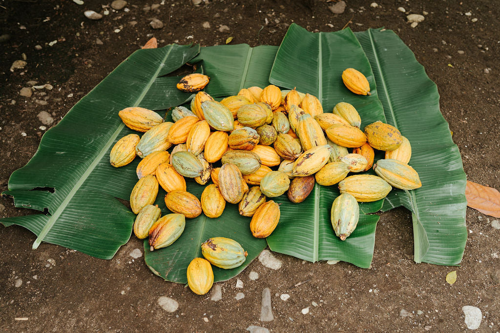 Mamamuti Cacao Solomon Islands