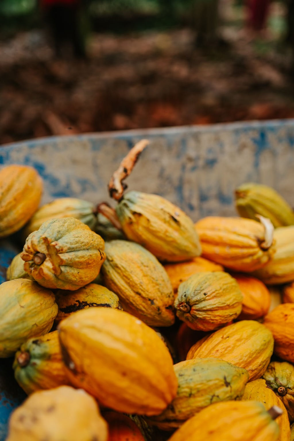 What Happens When You Drink Cacao for a Month?