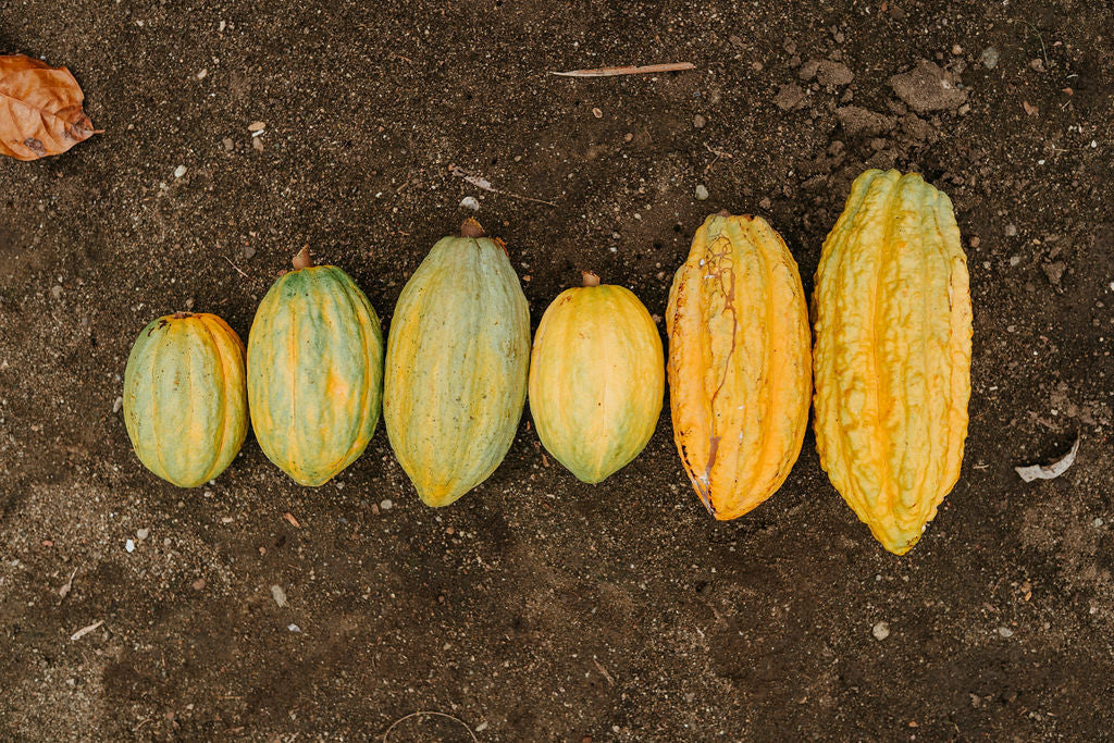 Mamamuti Cacao 