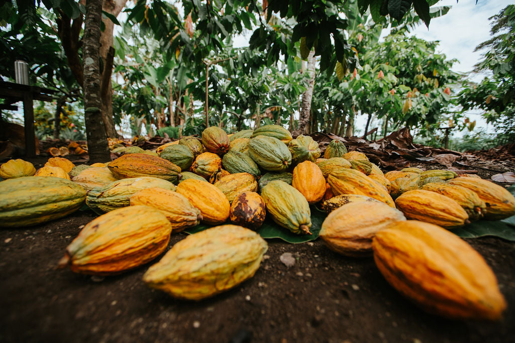 Mamamuti Cacao