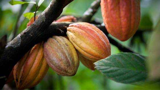 Cacao - Interesting facts that will blow your mind